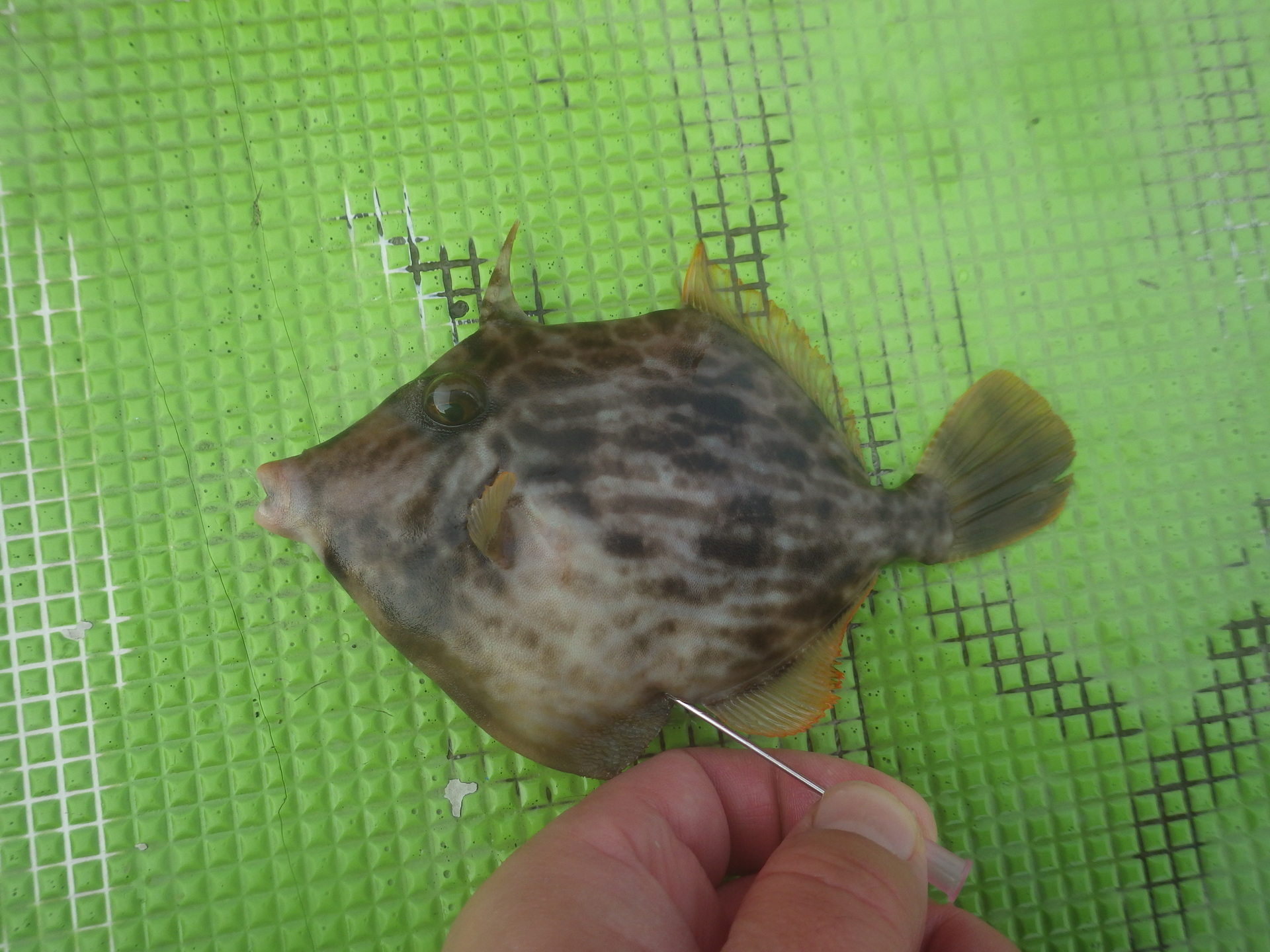 初釣りは小網代のカワハギ 肝たっぷりの手巻き寿司に舌つづみ 釣りブログ 海と川のリソース