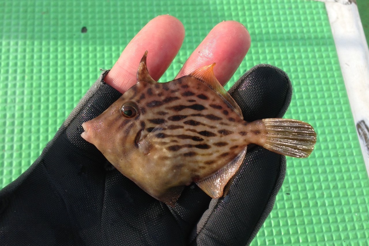 カワハギの生態 釣りブログ 海と川のリソース